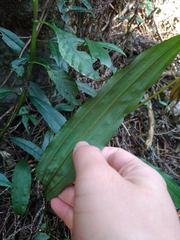 Cremastra appendiculata