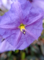 Solanum wendlandii