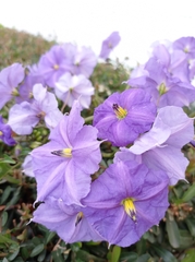 Solanum wendlandii