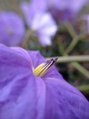 Solanum wendlandii