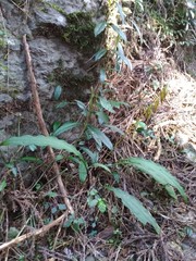 Cremastra appendiculata