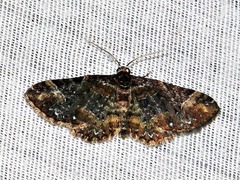 Melanthia ustiplaga