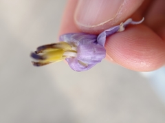 Solanum wendlandii