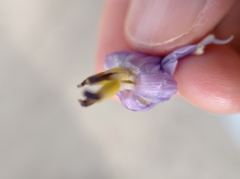 Solanum wendlandii