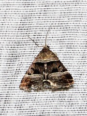 Eulocastra hypotaenia