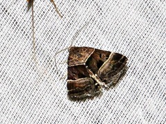 Eulocastra hypotaenia