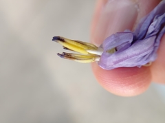Solanum wendlandii
