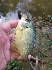 Centrarchus macropterus