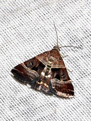 Eulocastra hypotaenia