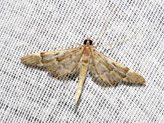 Duponchelia lanceolalis