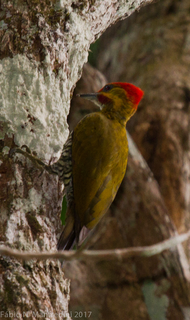 White-Throated Woodpecker