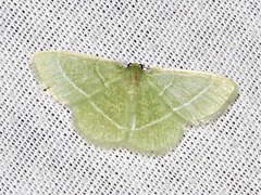 Chlorissa attenuata
