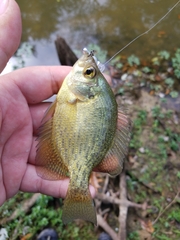 Centrarchus macropterus