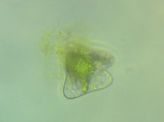 Staurastrum punctulatum