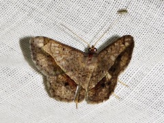 Chiasmia streniata streniata