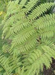 Hypolepis ambigua