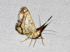 Chiasmia streniata streniata