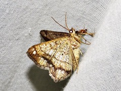 Chiasmia streniata streniata