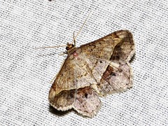 Chiasmia streniata streniata