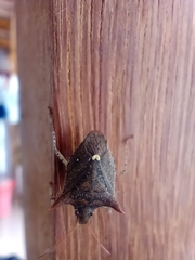 Euschistus triangulator