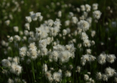 Eriophorum