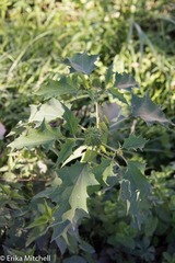 Datura stramonium