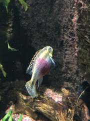Pelvicachromis pulcher