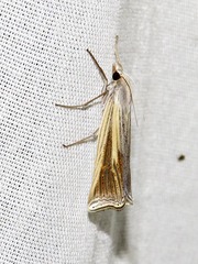 Ancylolomia pectinifera