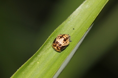 Adalia bipunctata