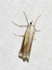 Ancylolomia pectinifera