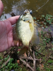 Centrarchus macropterus