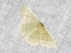 Chlorissa attenuata
