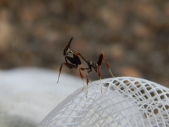 Phyllocrania