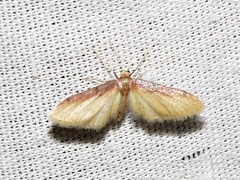 Idaea umbricosta