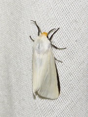 Spilosoma scortillum