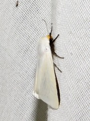 Spilosoma scortillum