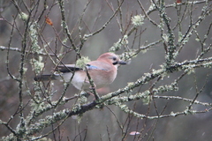 Garrulus glandarius