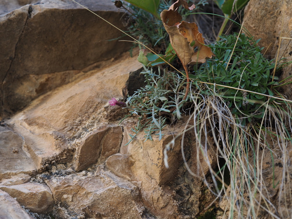 Saussurea jurineioides