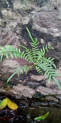 Pteris vittata