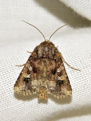 Tycomarptes inferior