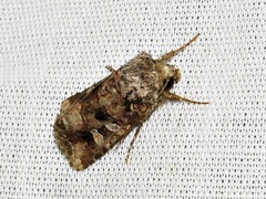 Tycomarptes inferior