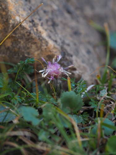 Saussurea alaschanica