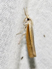 Caffrocrambus