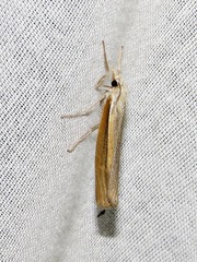 Caffrocrambus