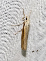 Caffrocrambus