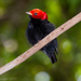 Red-headed Manakin - Photo (c) fabiomanfredini, some rights reserved (CC BY-NC), uploaded by fabiomanfredini