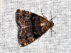 Acontiola hypoxantha