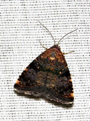 Acontiola hypoxantha