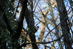 Dendrocopos major