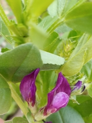 Vicia narbonensis